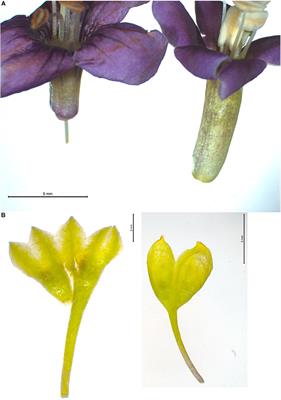 Goji Who? Morphological and DNA Based Authentication of a “Superfood”